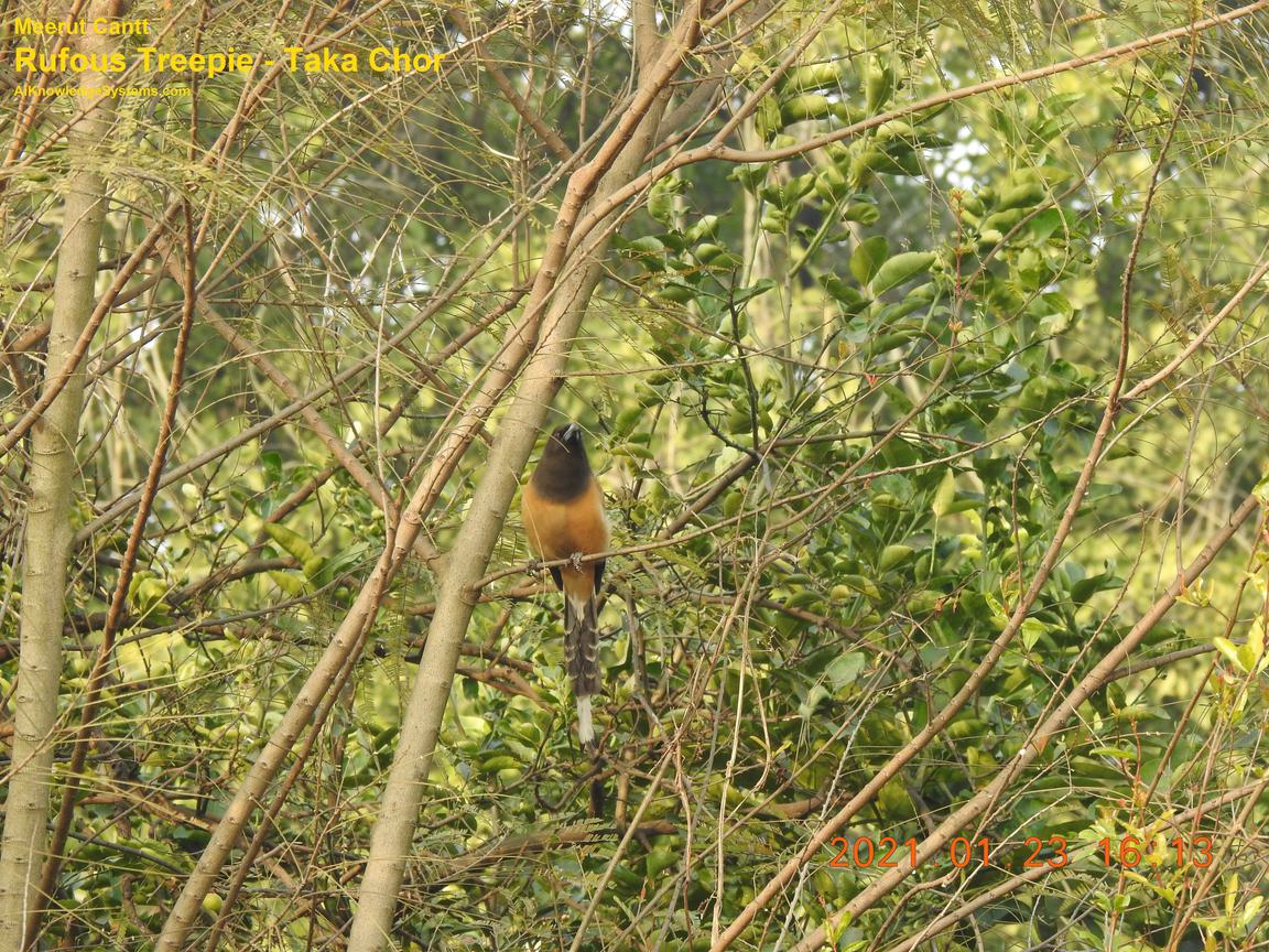 Rufous Treepie (37) Coming Soon